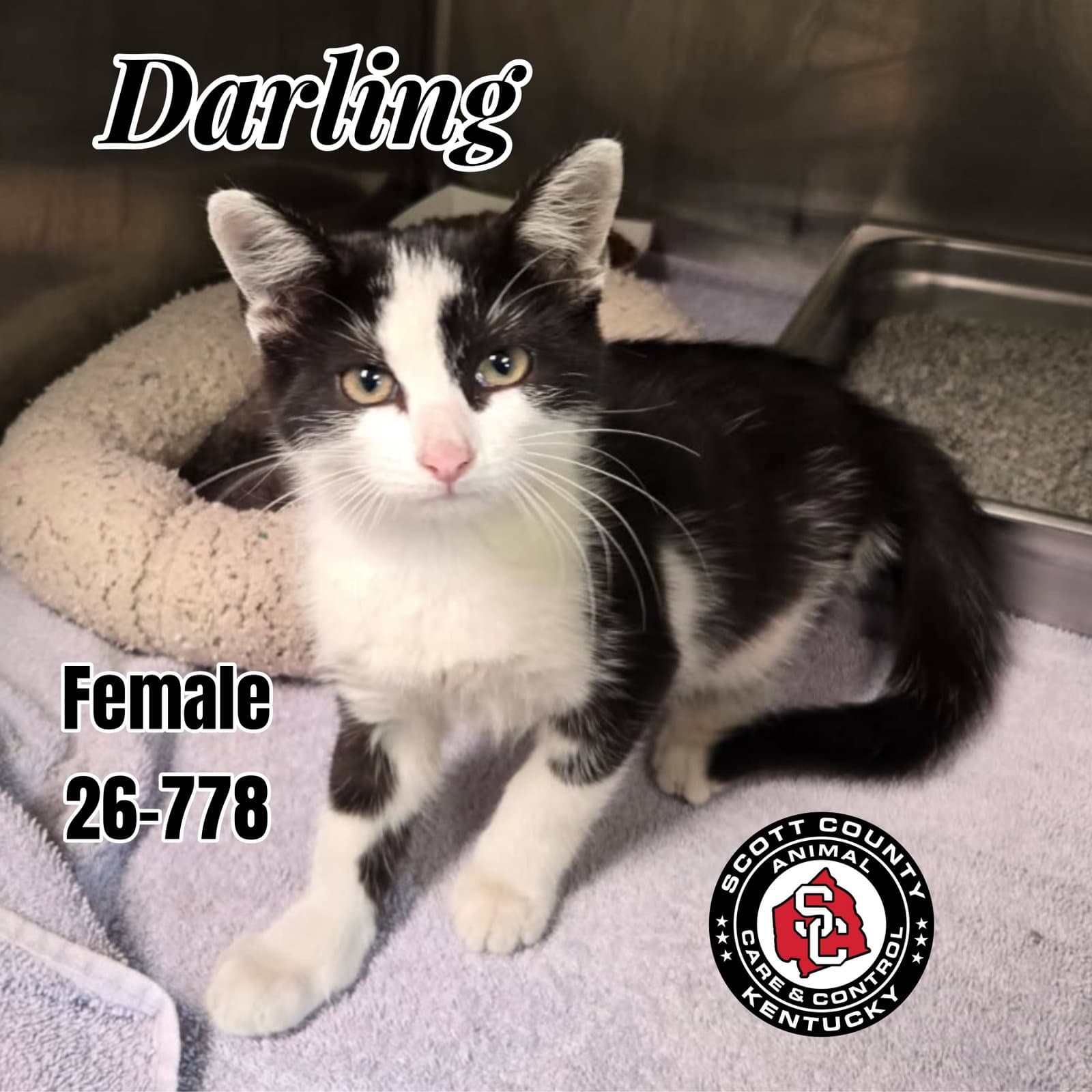 Darling - Domestic Short Hair