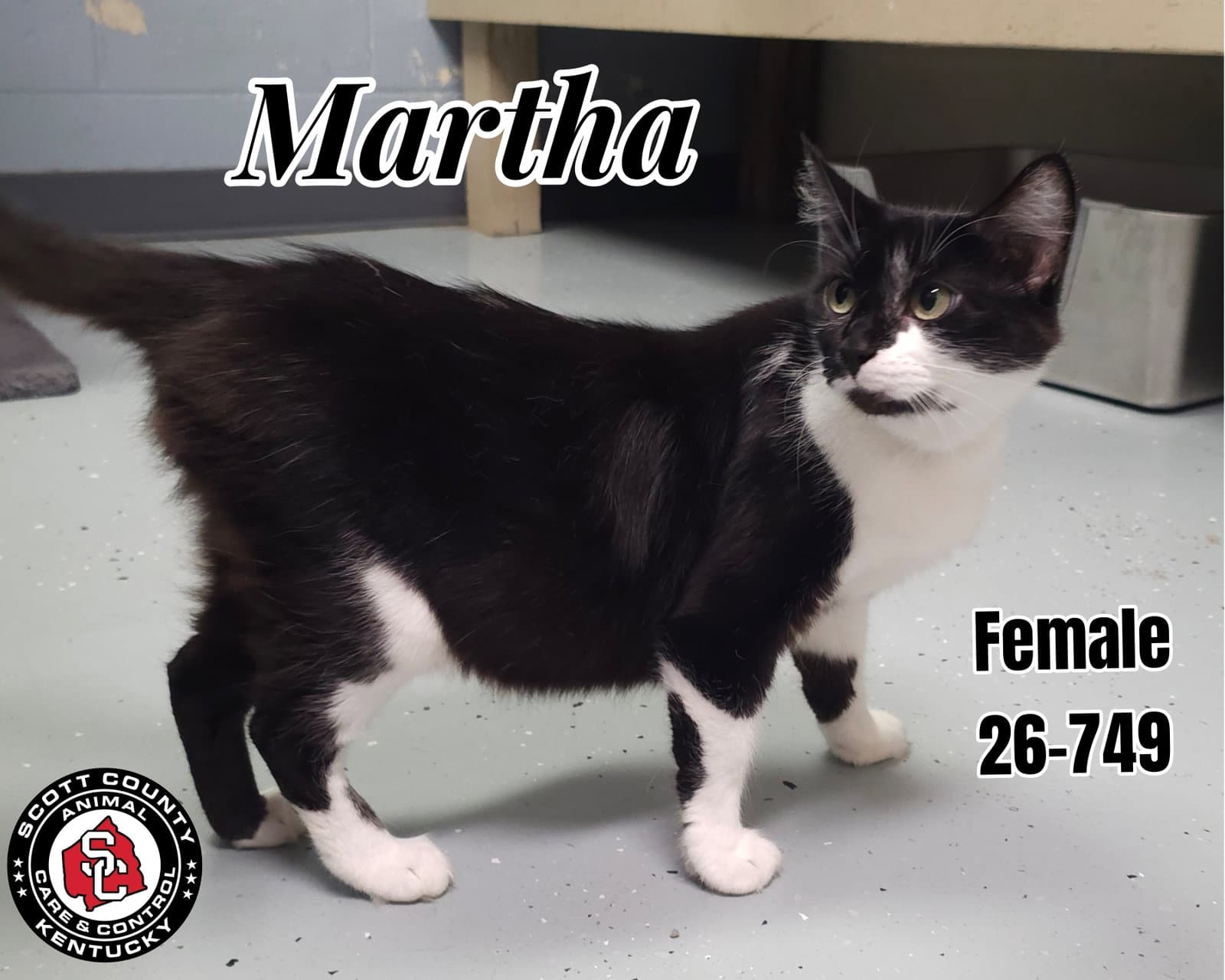 Martha - Domestic Short Hair