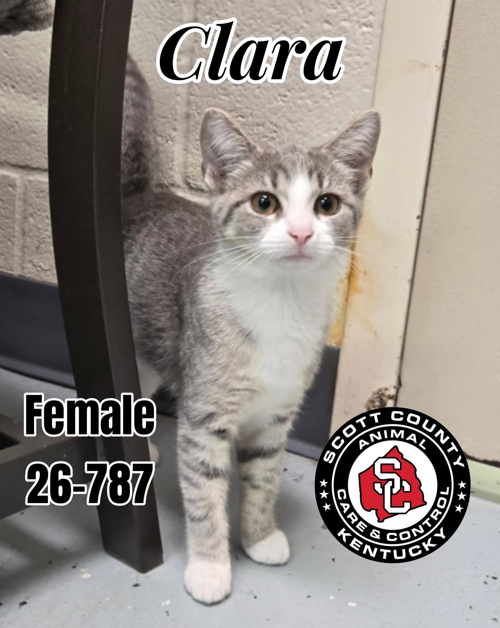 Clara - Domestic Short Hair