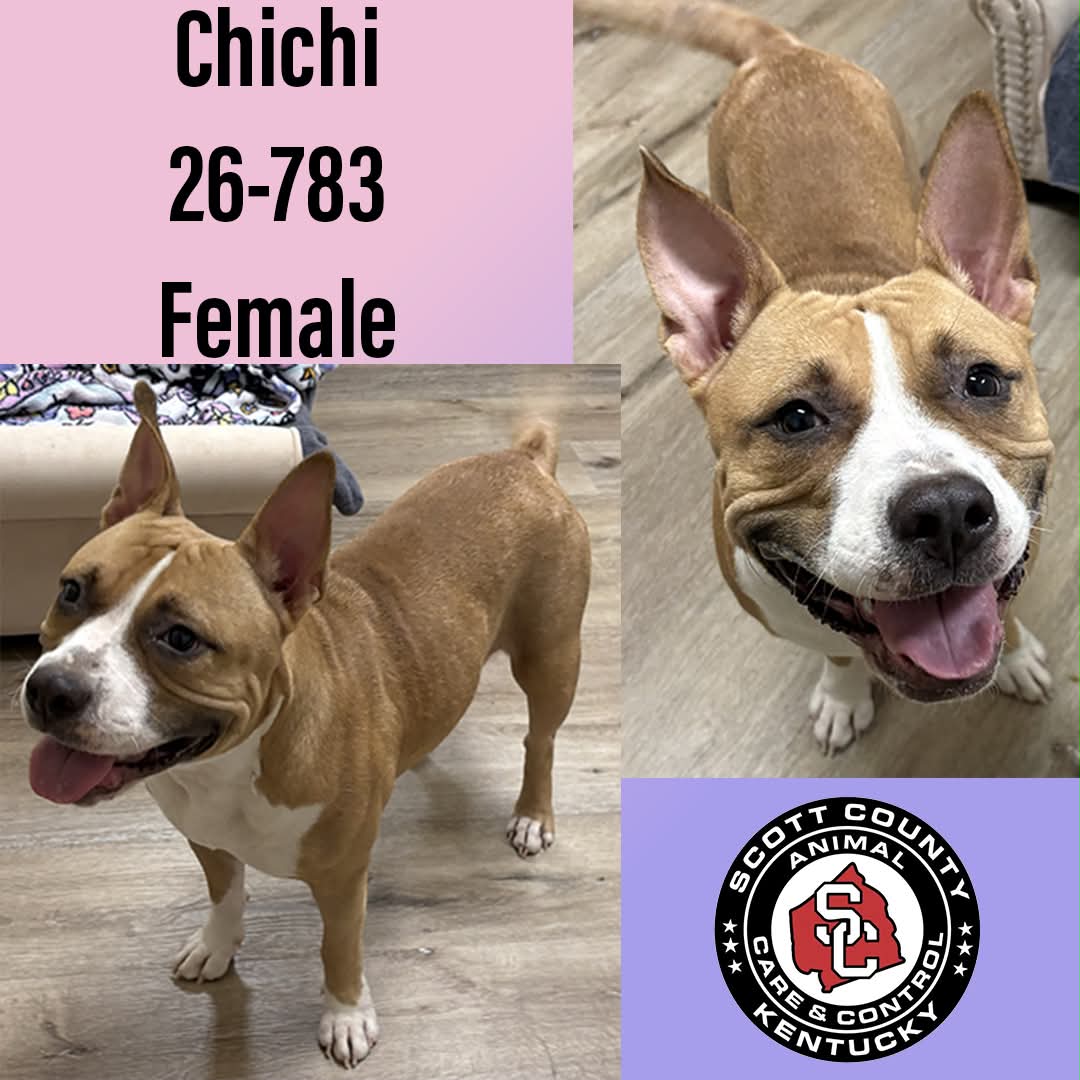 Chichi - American Pit Bull Terrier