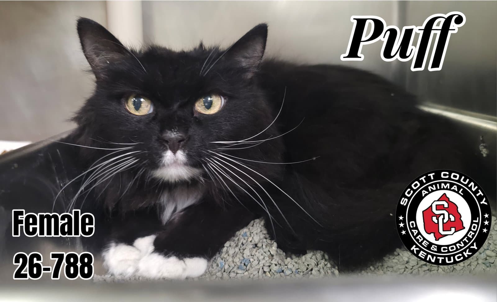 Puff - Domestic Long Hair
