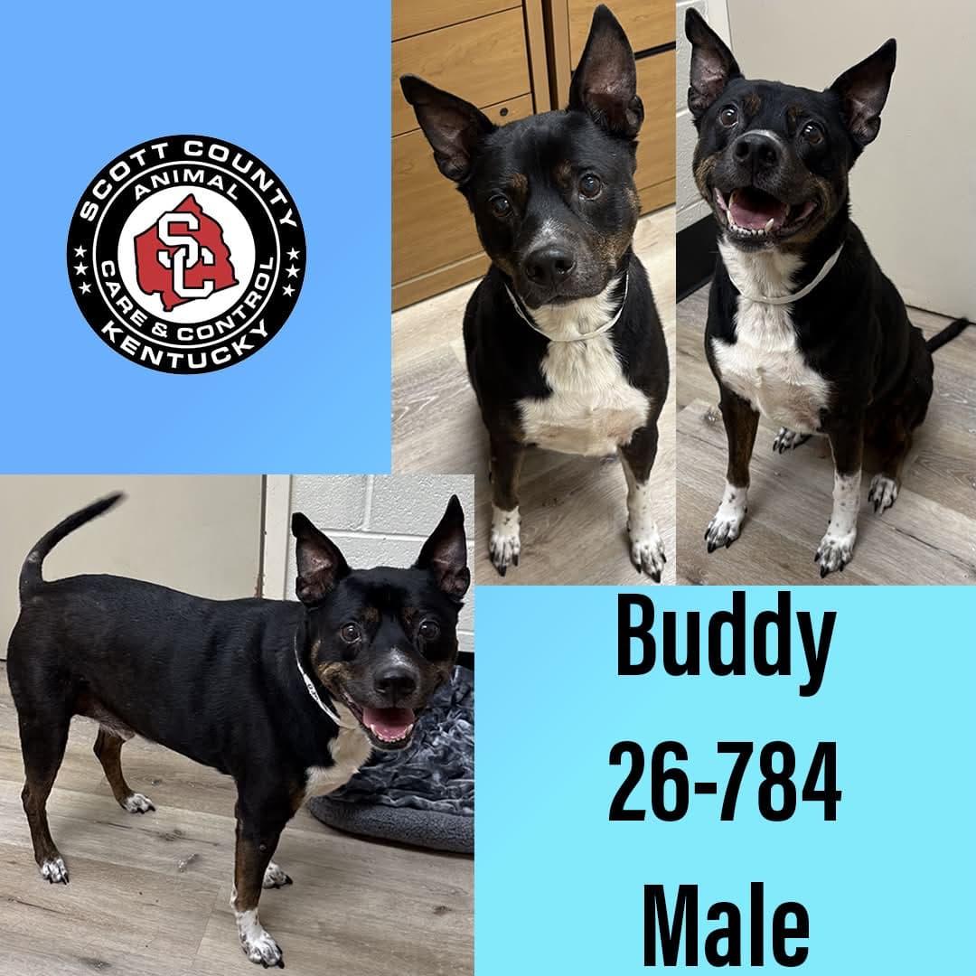 Buddy - American Pit Bull Terrier