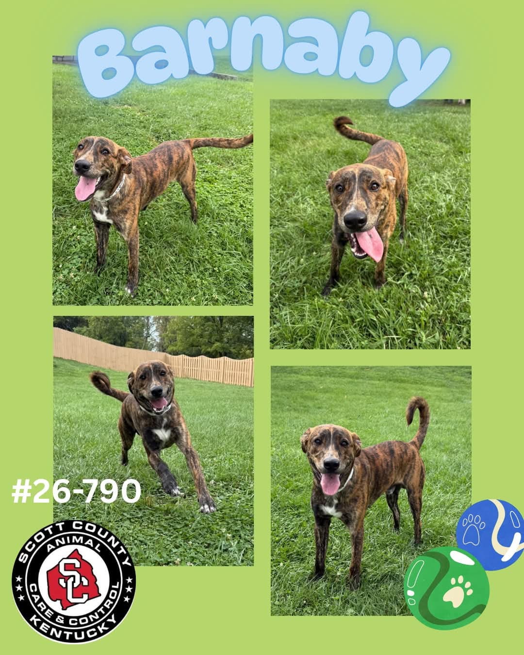 Barnaby - Mountain Cur