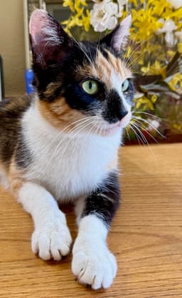 Clever Cleo The Cutie Calico image 1