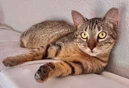 Amira - Looking For Long Term Love image 1