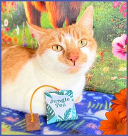 Marmalady - Creamsicle Cutie - Ccc image 1