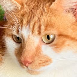 Marmalady - Creamsicle Cutie - Ccc image 2