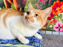 Marmalady - Creamsicle Cutie - Ccc image 3