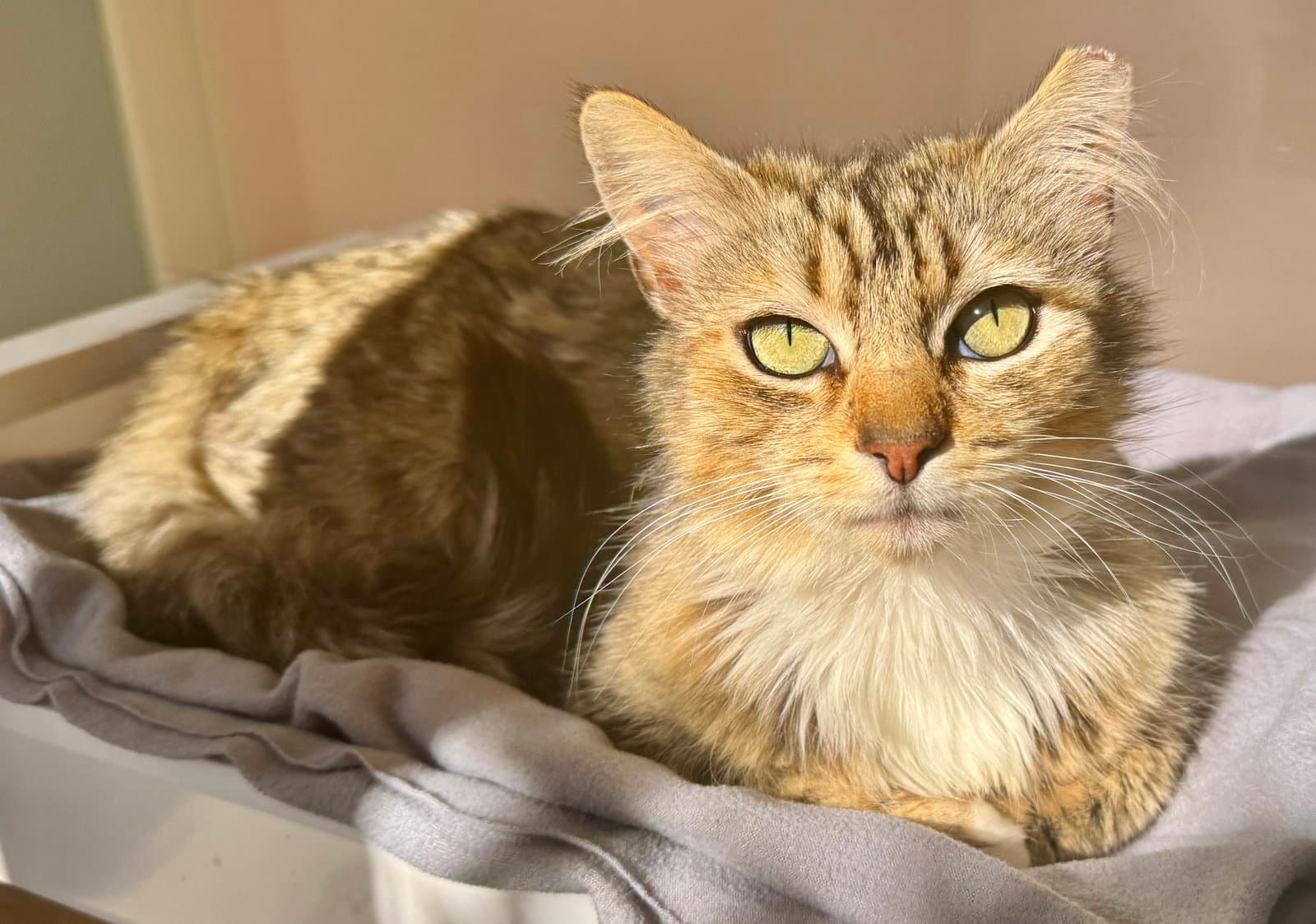 Enchanting Ella With Emerald Eyes - Tabby