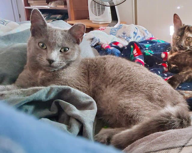 Bonnie  Clyde - Criminally Cute - Tabby