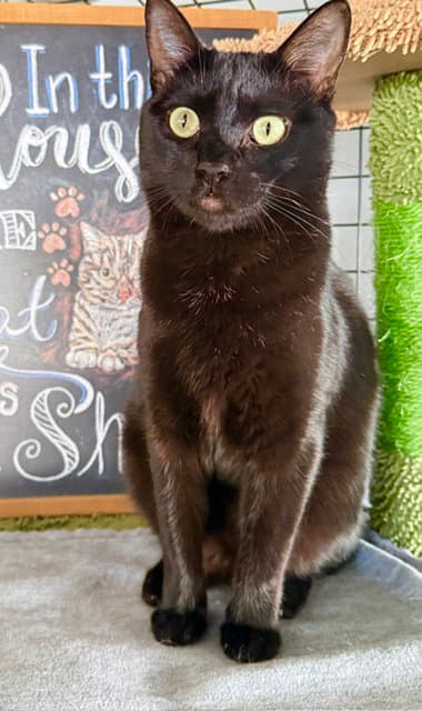 Poem - A Unique Cat - Bombay