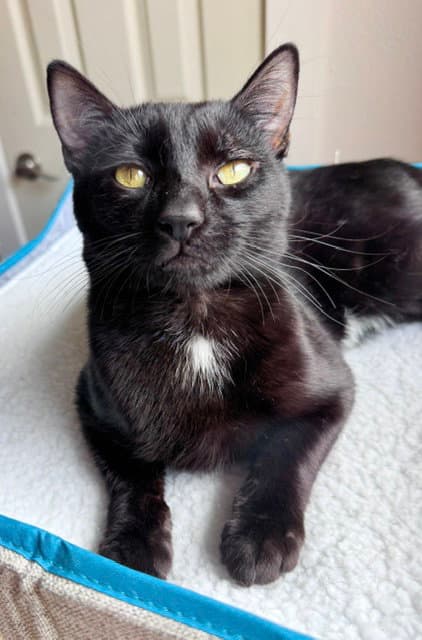 Midnight - Young Mellow Fellow - Bombay