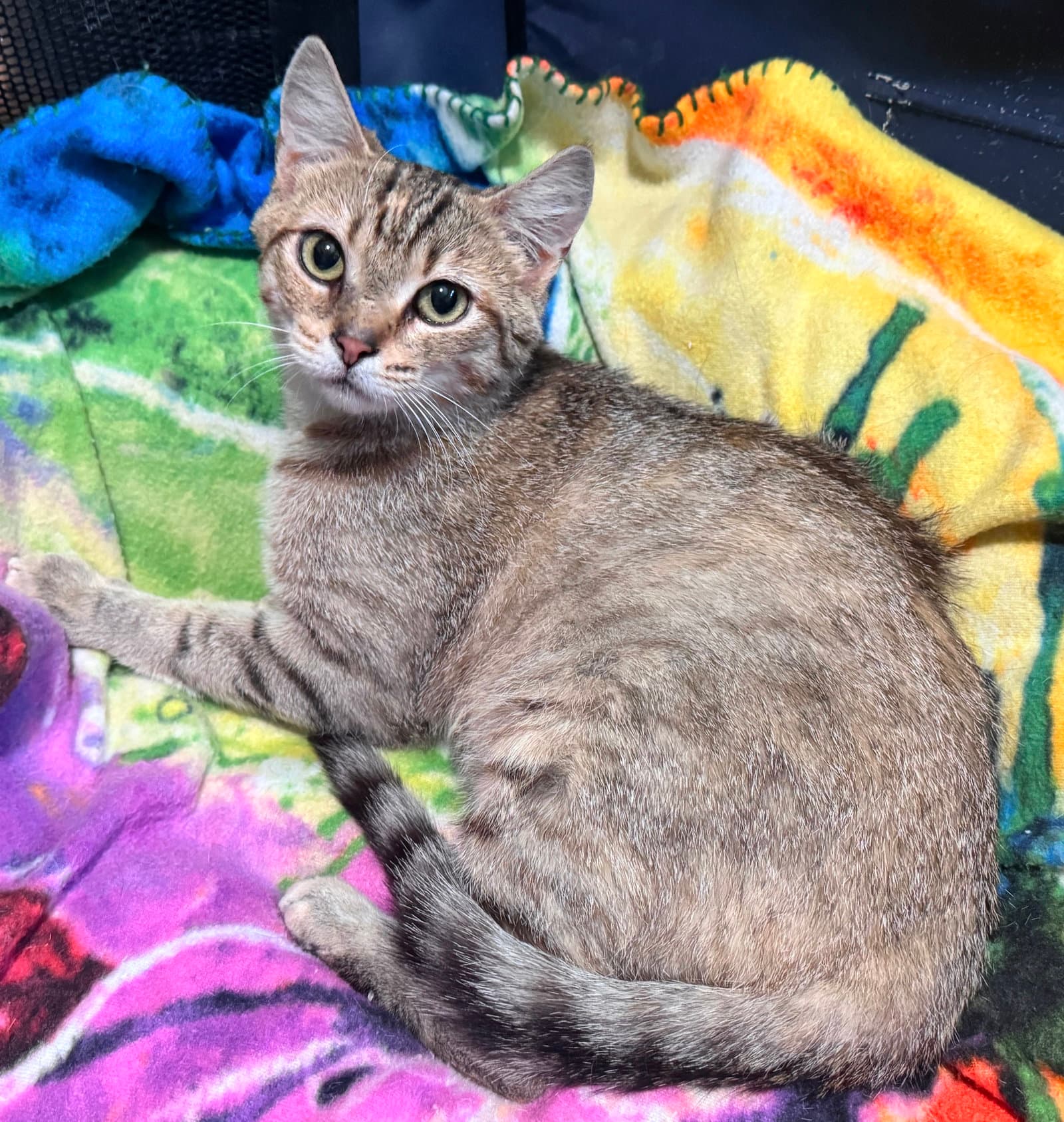 Ginnie - Domestic Short Hair