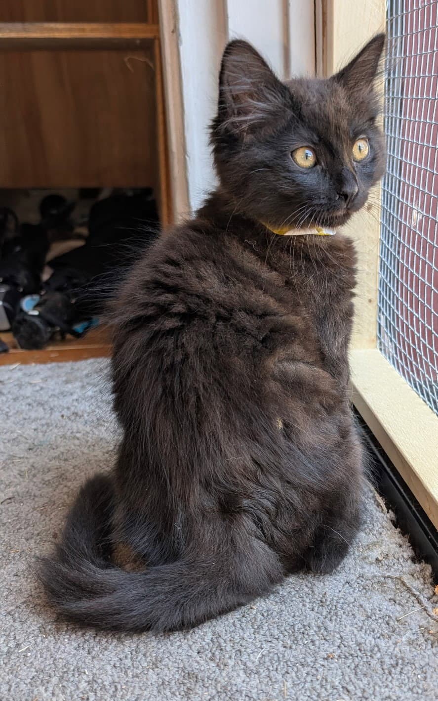 Beautiful Black Kittens - Bombay