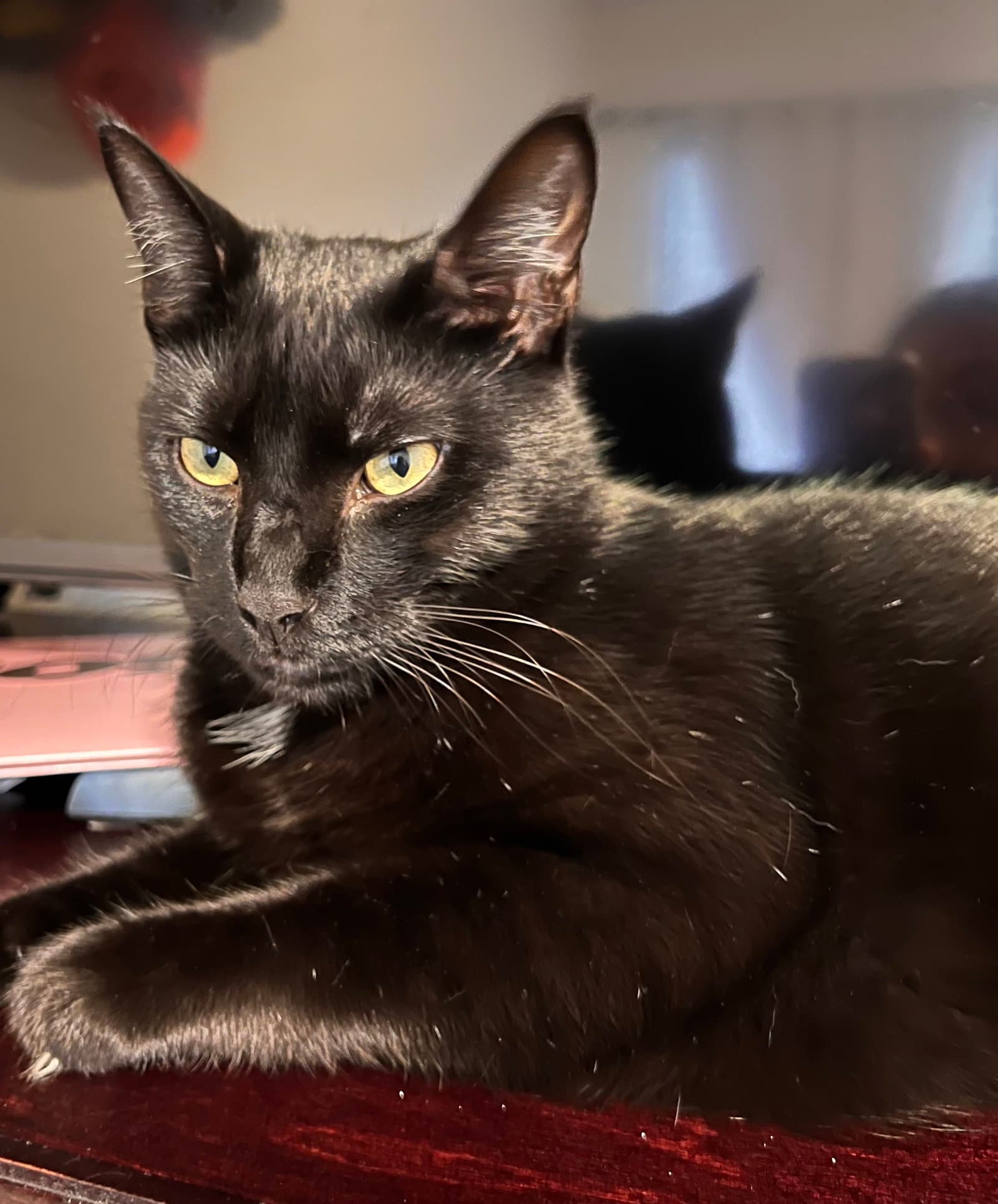 Bear  Bunny - Bonded Besties - Tabby