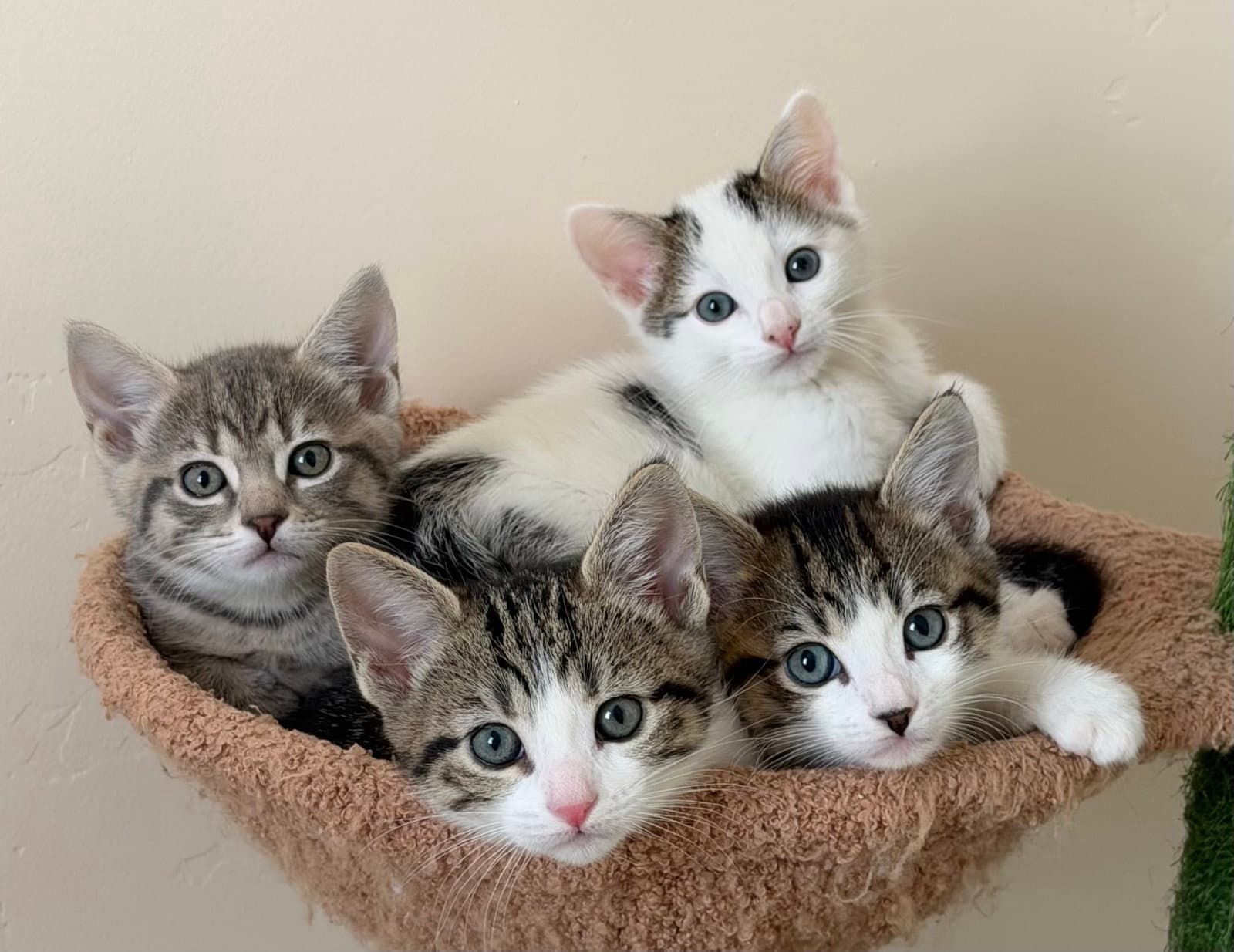 Abilene Tex Honey And Coyote - Ccc - Tabby