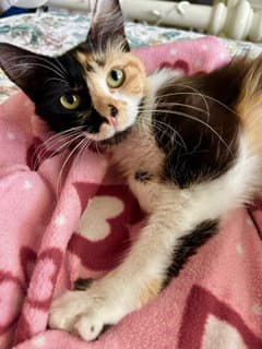 Fiona - Chill Cuddly Companion - Calico