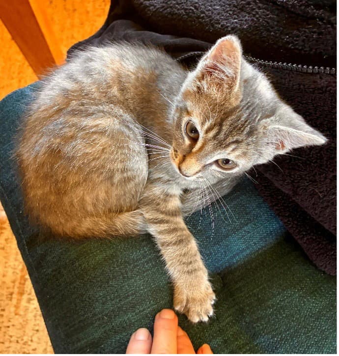 Darling Hazel Is Ready To Meet You - Ccc - Torbie