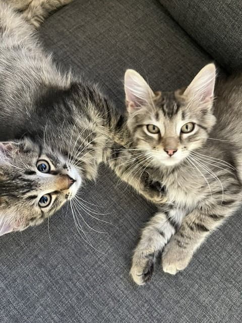 Goose Whinny Junie Bug And Duck - Domestic Short Hair