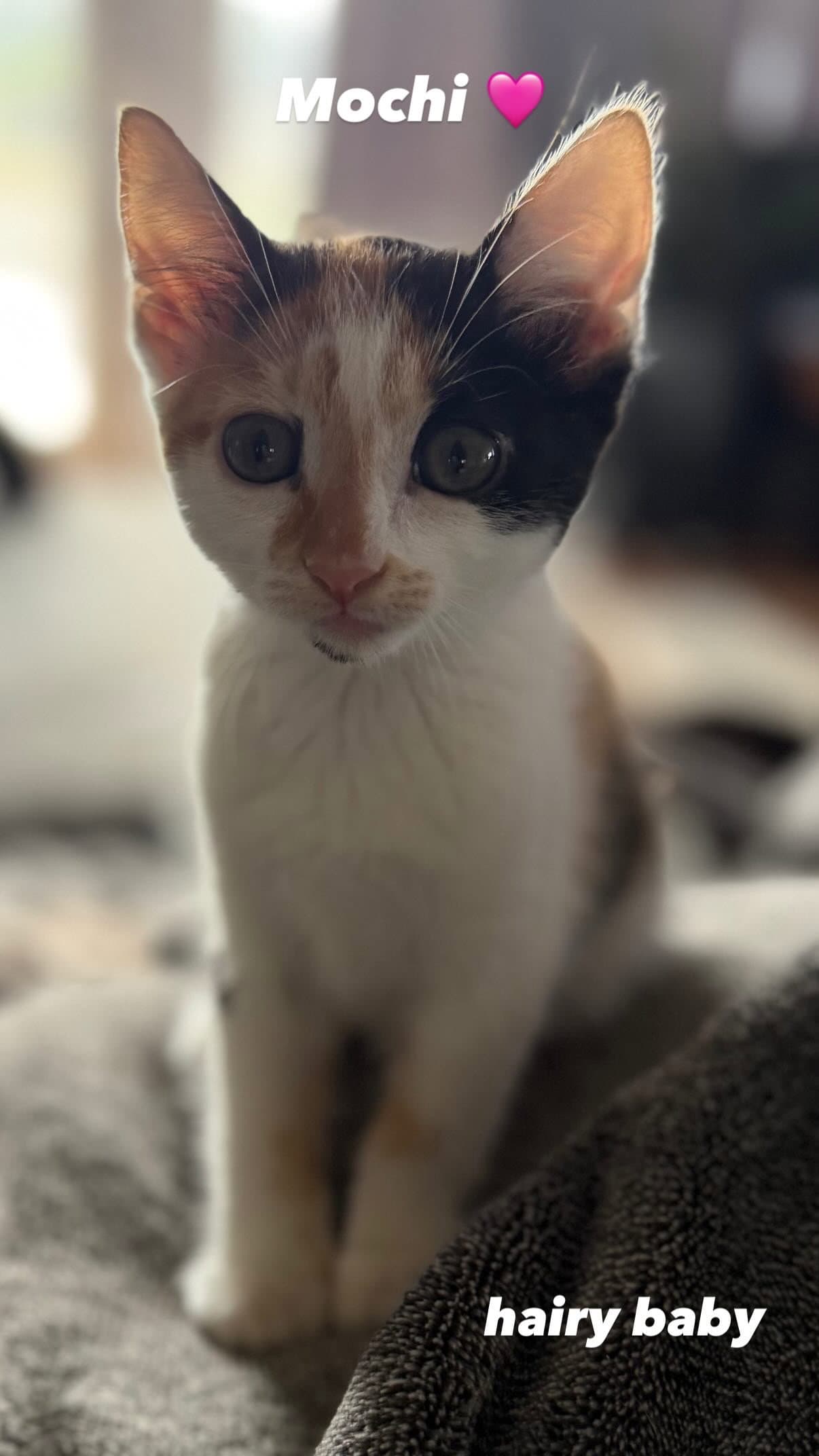 Mochi - Calico Cutie - Ccc
