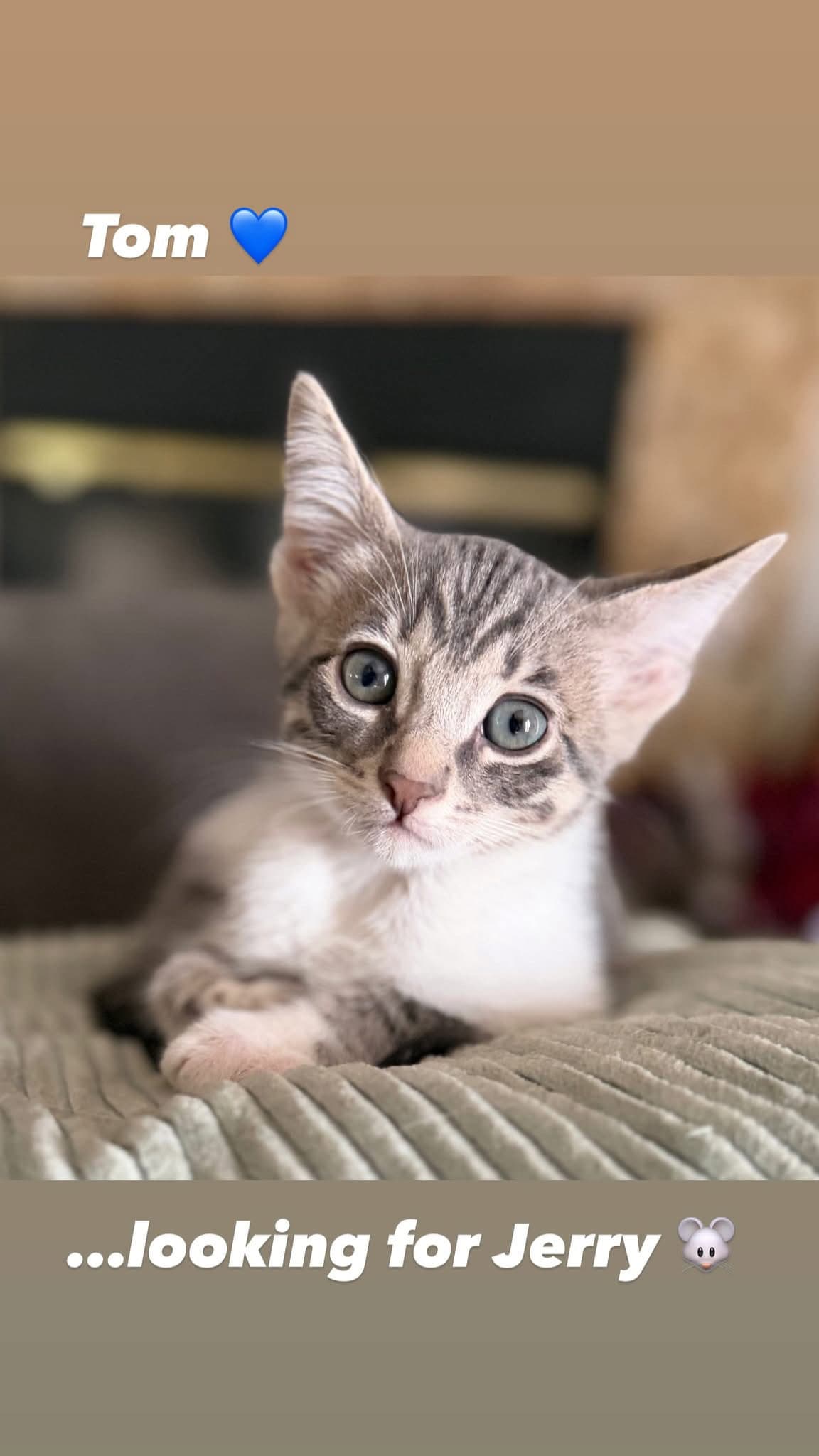 Tom - Terrific Tabby - Ccc - Tabby