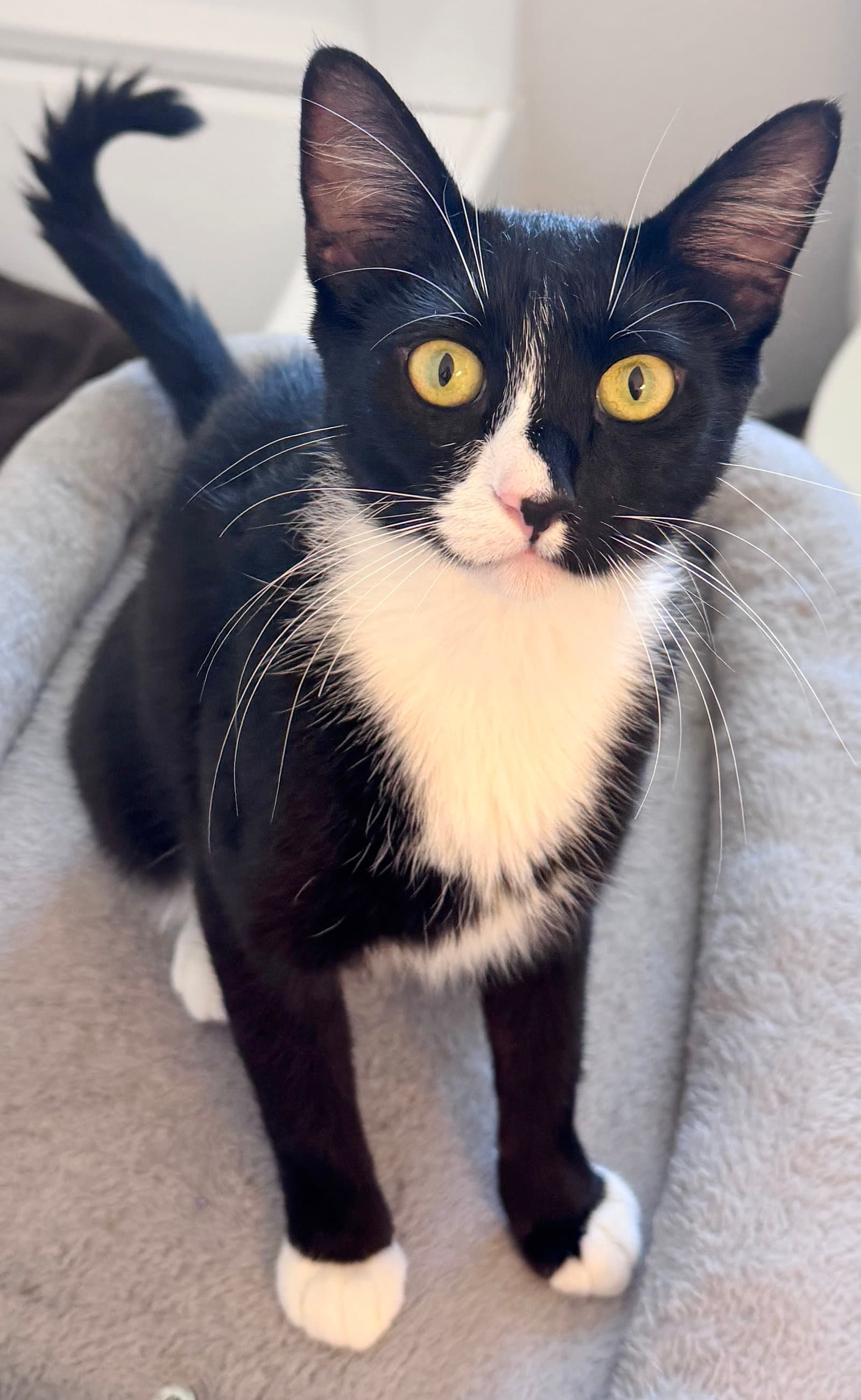 Danae - Tuxedo
