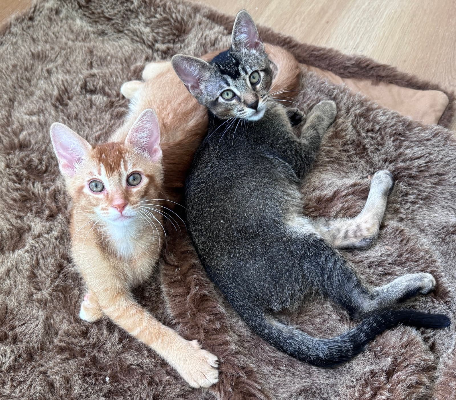 Sasha Slingshot Tiger Yabba Ninja Moose - Domestic Short Hair
