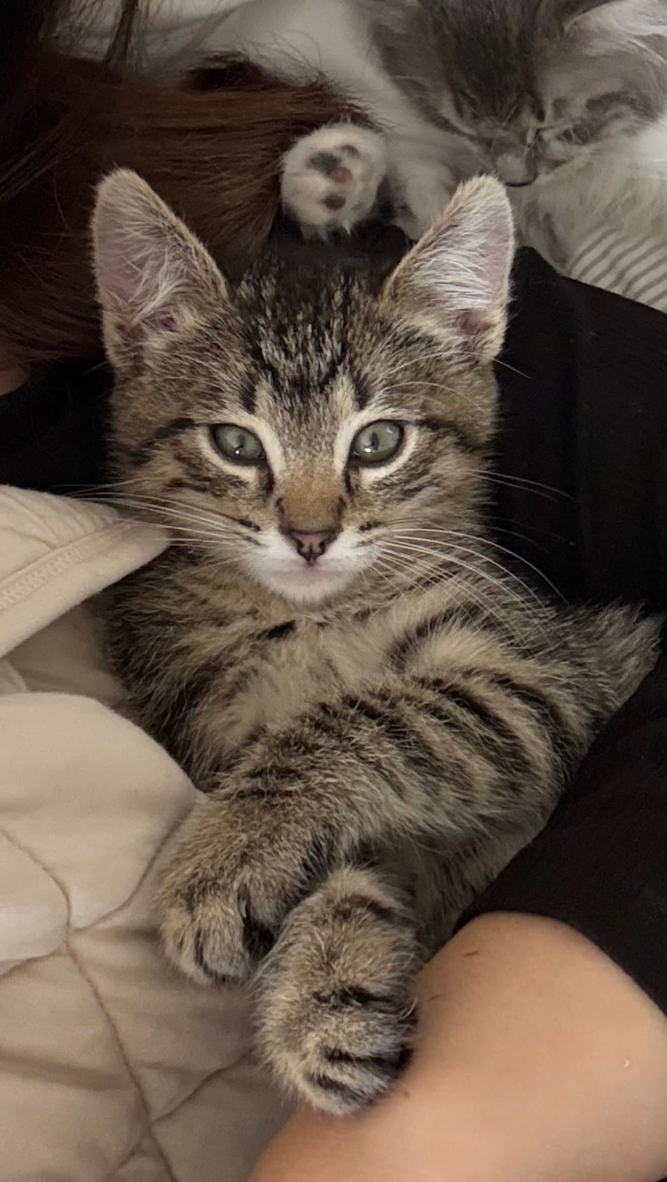 Langdon Whitaker Dana  Mel - Ccc - Domestic Short Hair