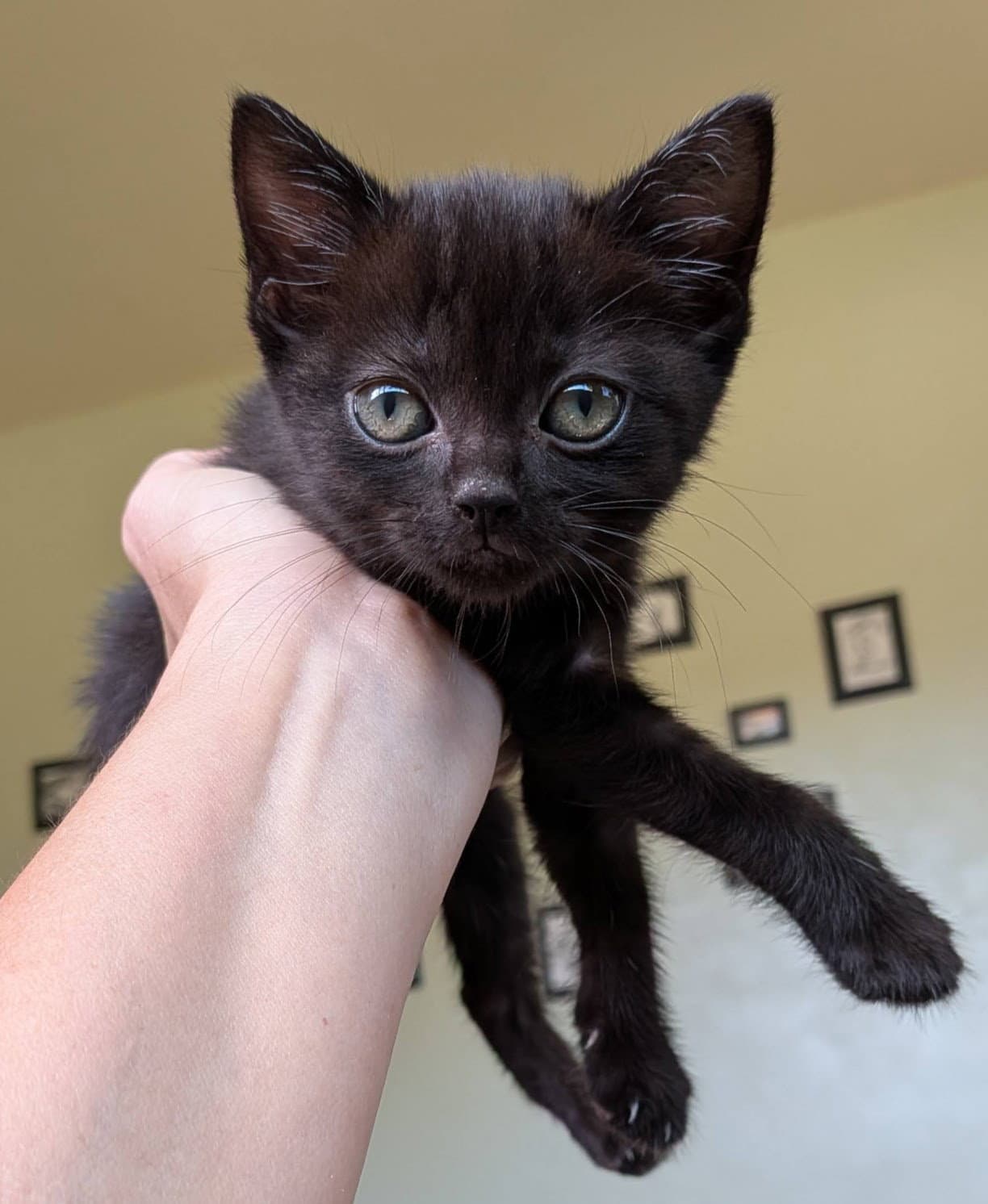 Darling  Asher - Black  Blue - Dapper  Adorable - Tabby