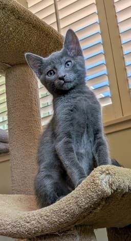 Darling  Asher - Black  Blue - Dapper  Adorable image 2