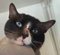 Sinatra - Soulful Siamese image 1