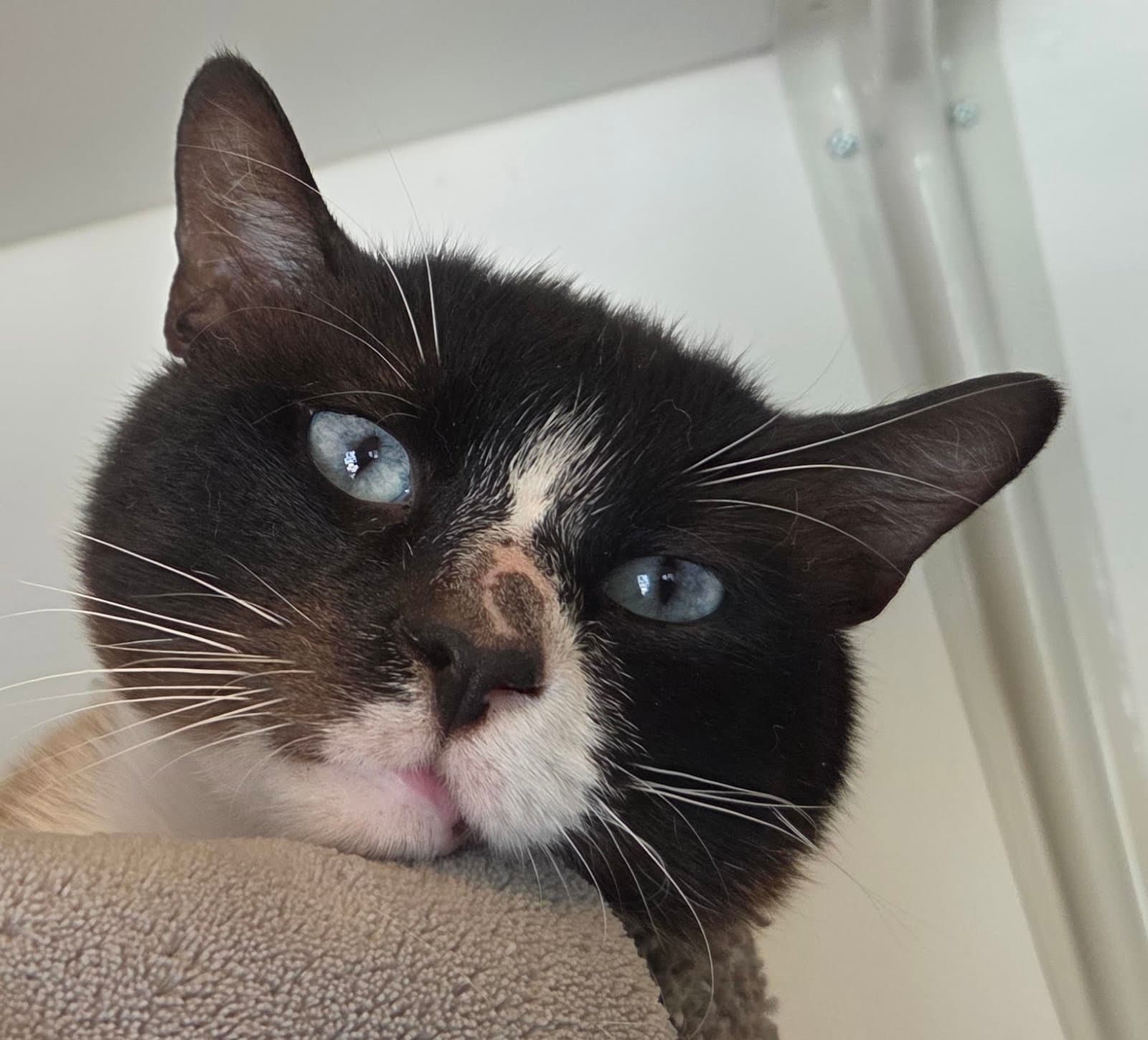 Sinatra - Soulful Siamese - Siamese