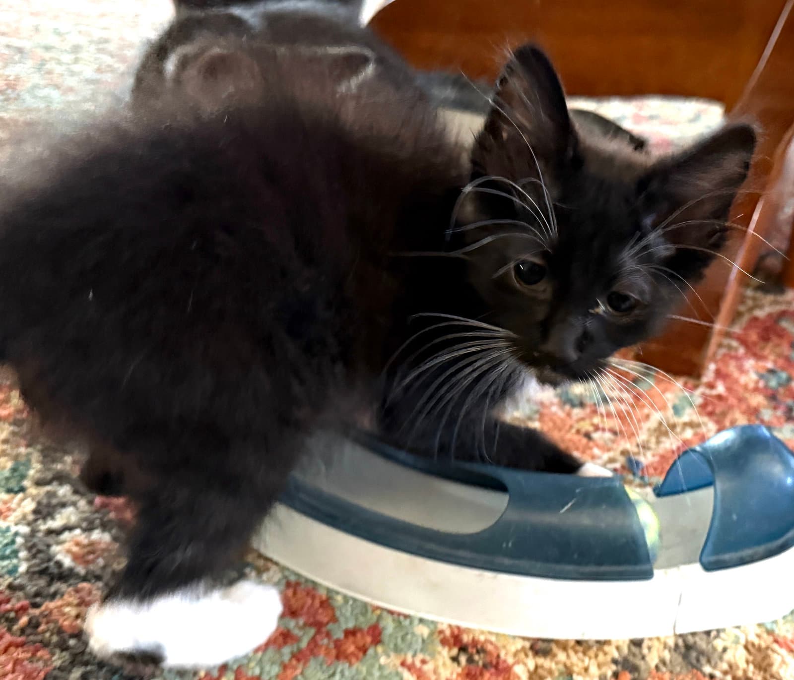 Tab Pepsi  Sprite - Soda Softies - Domestic Short Hair