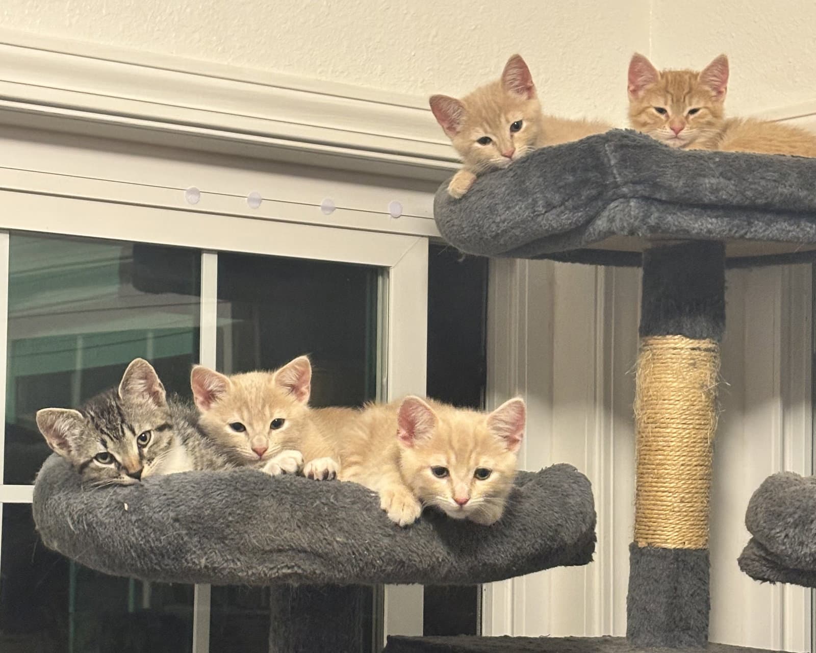Pam Meredith Jim Dwight  Michael - Tabby