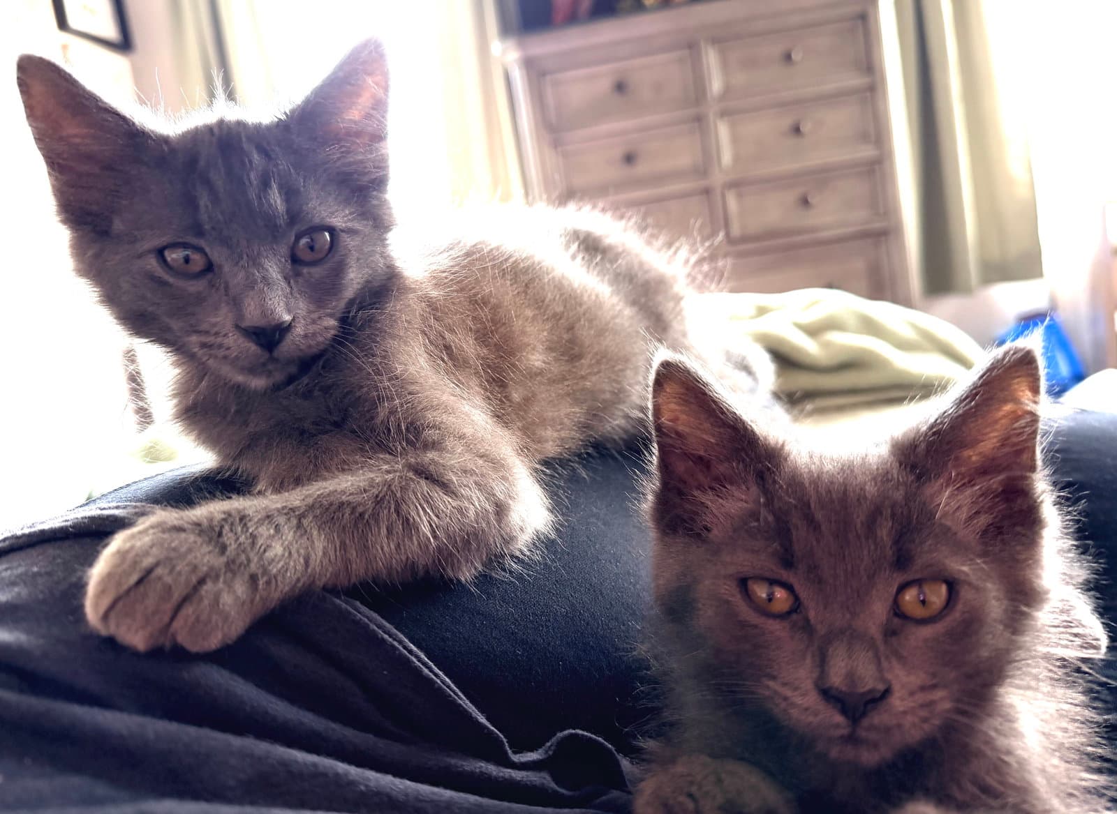 Spencer Ross Joey  Chandler - Domestic Short Hair