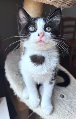 Juju Bean image 1