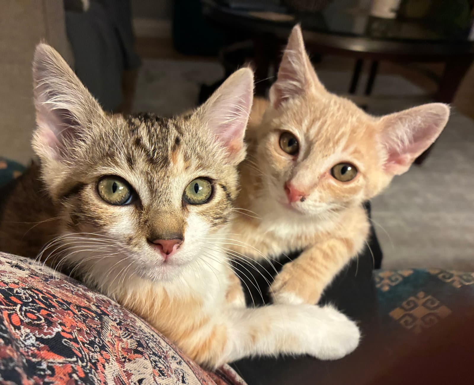 Spring  Summer - For You All Year - Domestic Short Hair