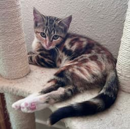 Katinka image 1