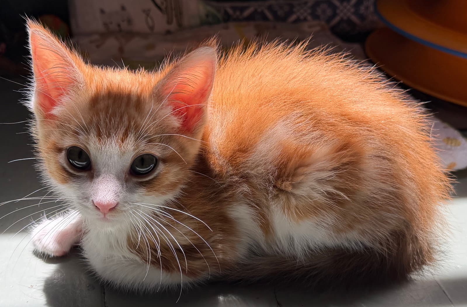 Chocolate  Creamsicle - Tabby