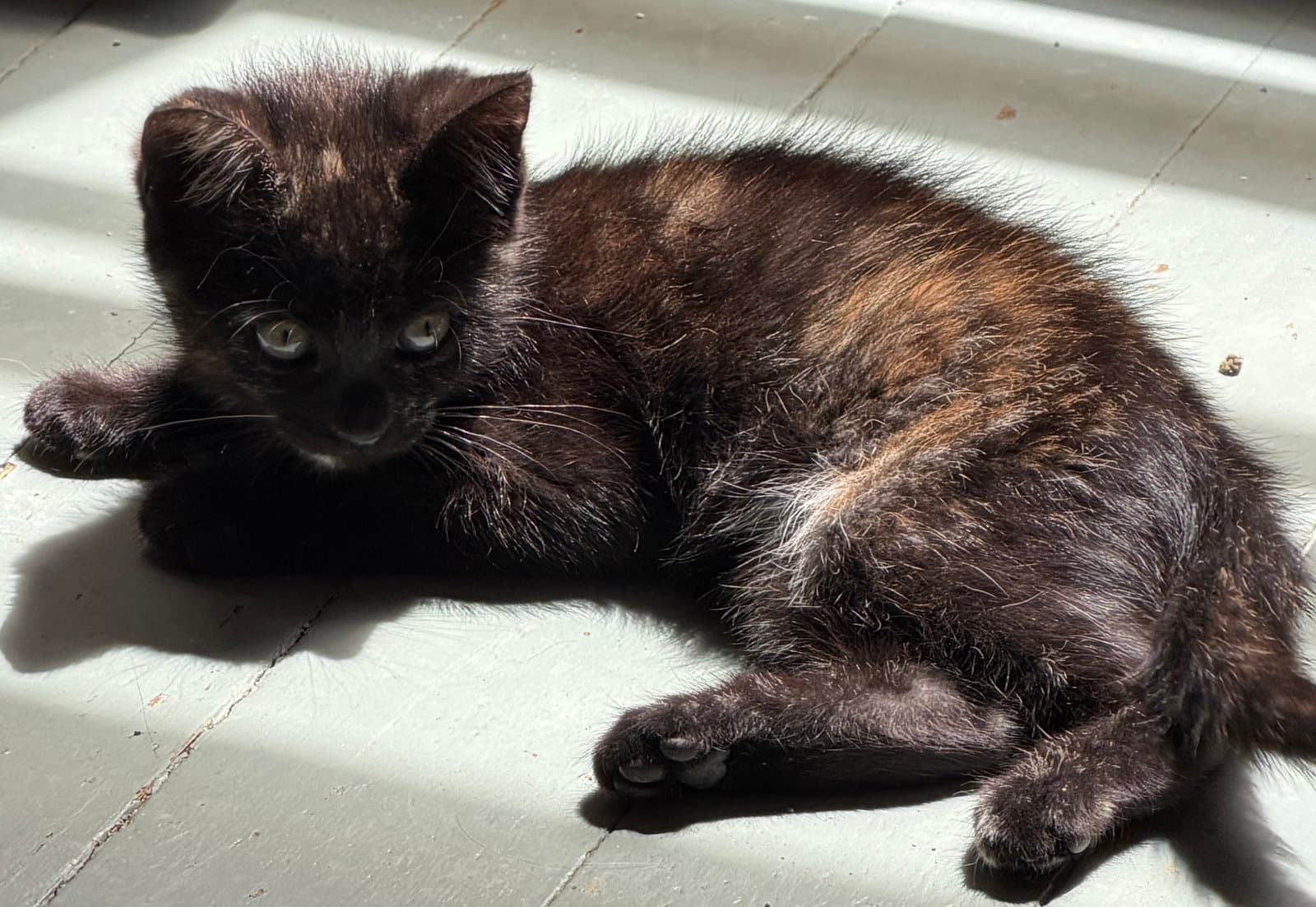 Chocolate  Creamsicle - Tortoiseshell
