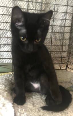 Sweet Pea  Puma - Ccc image 2