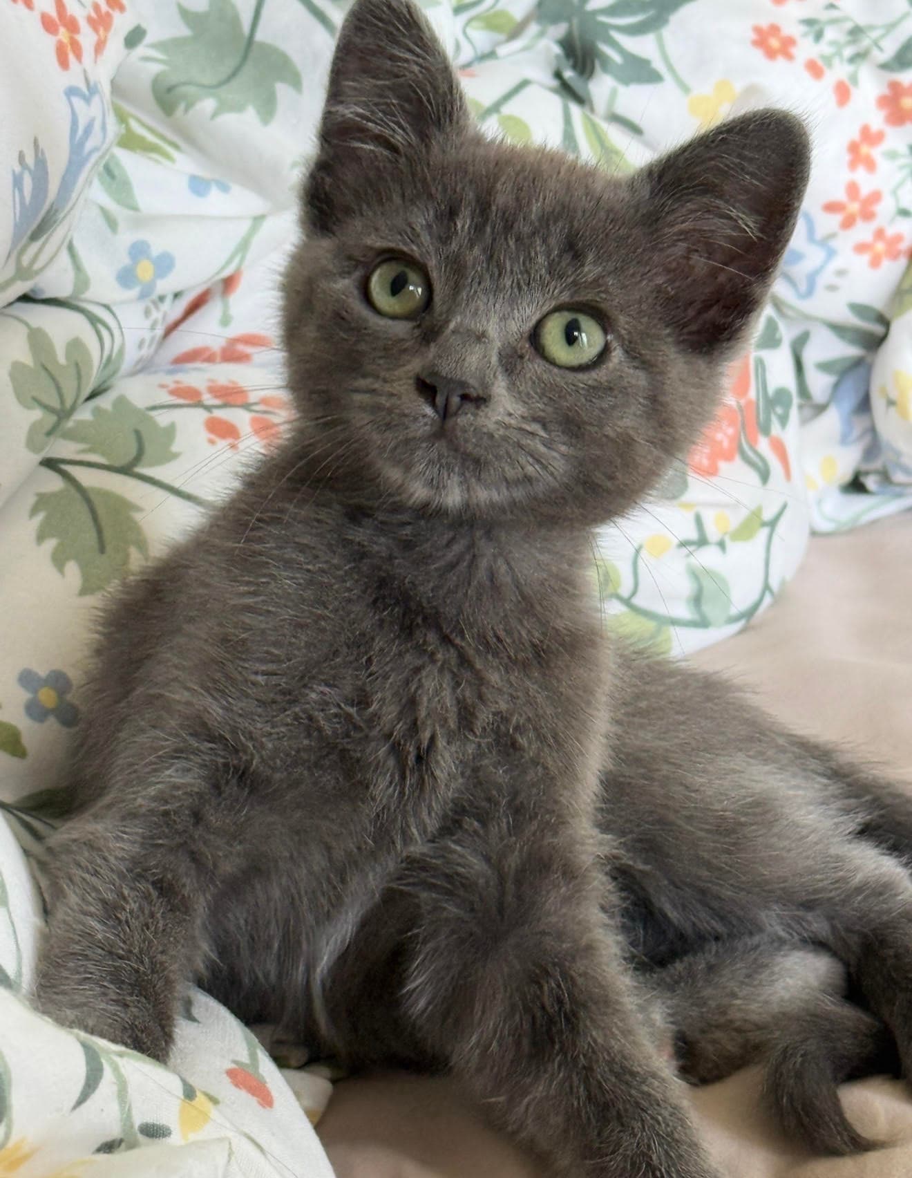Church  Amara - Domestic Short Hair