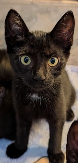 Brownie Clyde  Purrsephone image 3