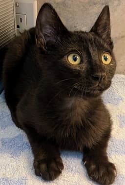 Brownie Clyde  Purrsephone image 4