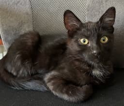 Coco  Pepper image 2