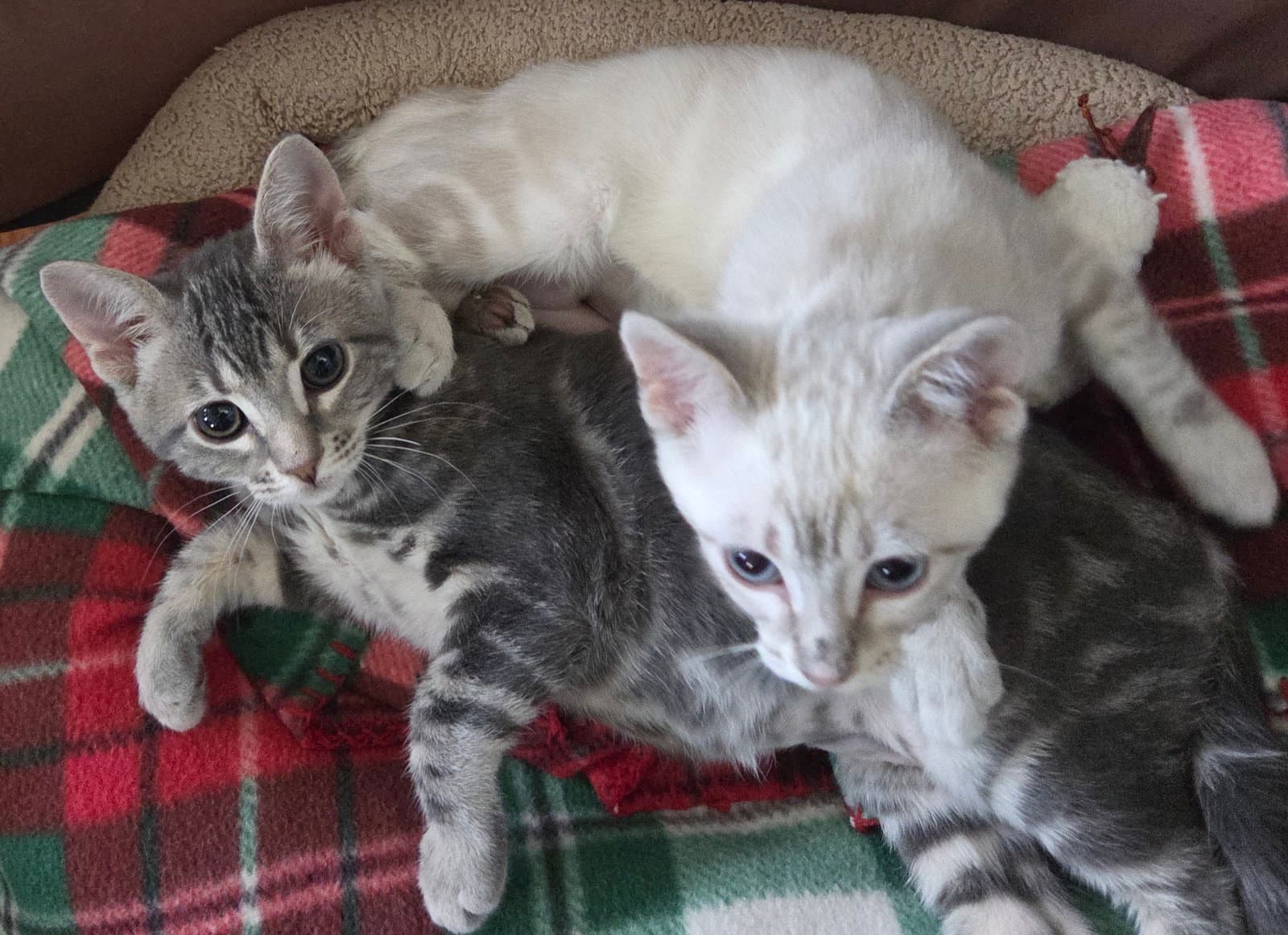 A Wild Menagerie Of Domestic Kittens - Domestic Short Hair