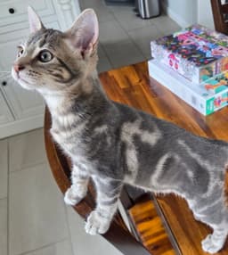 A Wild Menagerie Of Domestic Kittens image 2