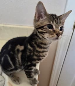A Wild Menagerie Of Domestic Kittens image 3