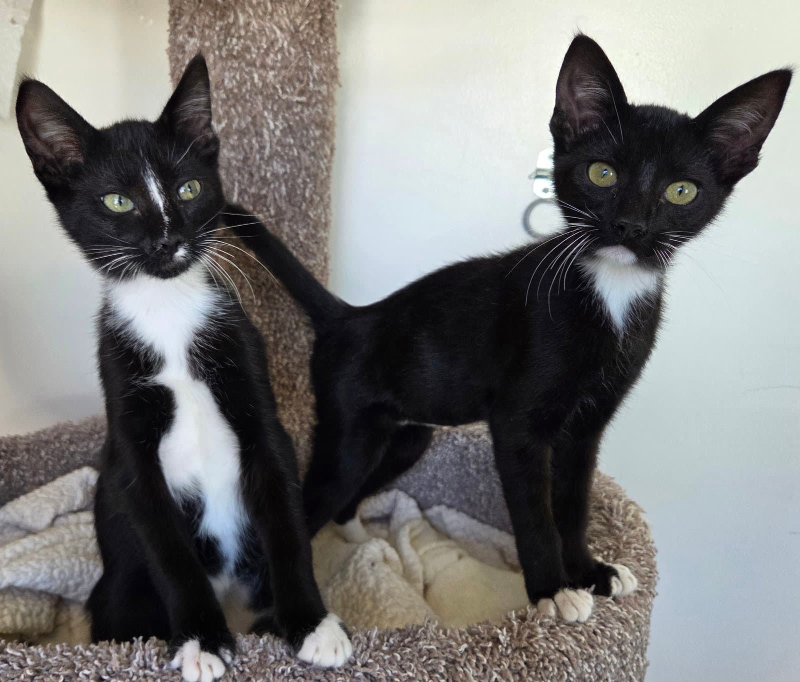 Skunky Monkey Phoenix  Ziggy - Tuxedo
