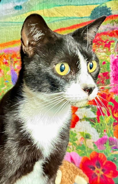 Gatsby - Tuxedo